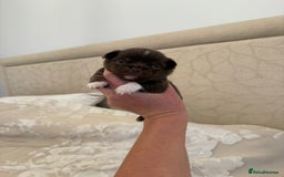 Chihuahua dogs for sale: Rare long haired Chocolate & tan with green eyes  - Image 19