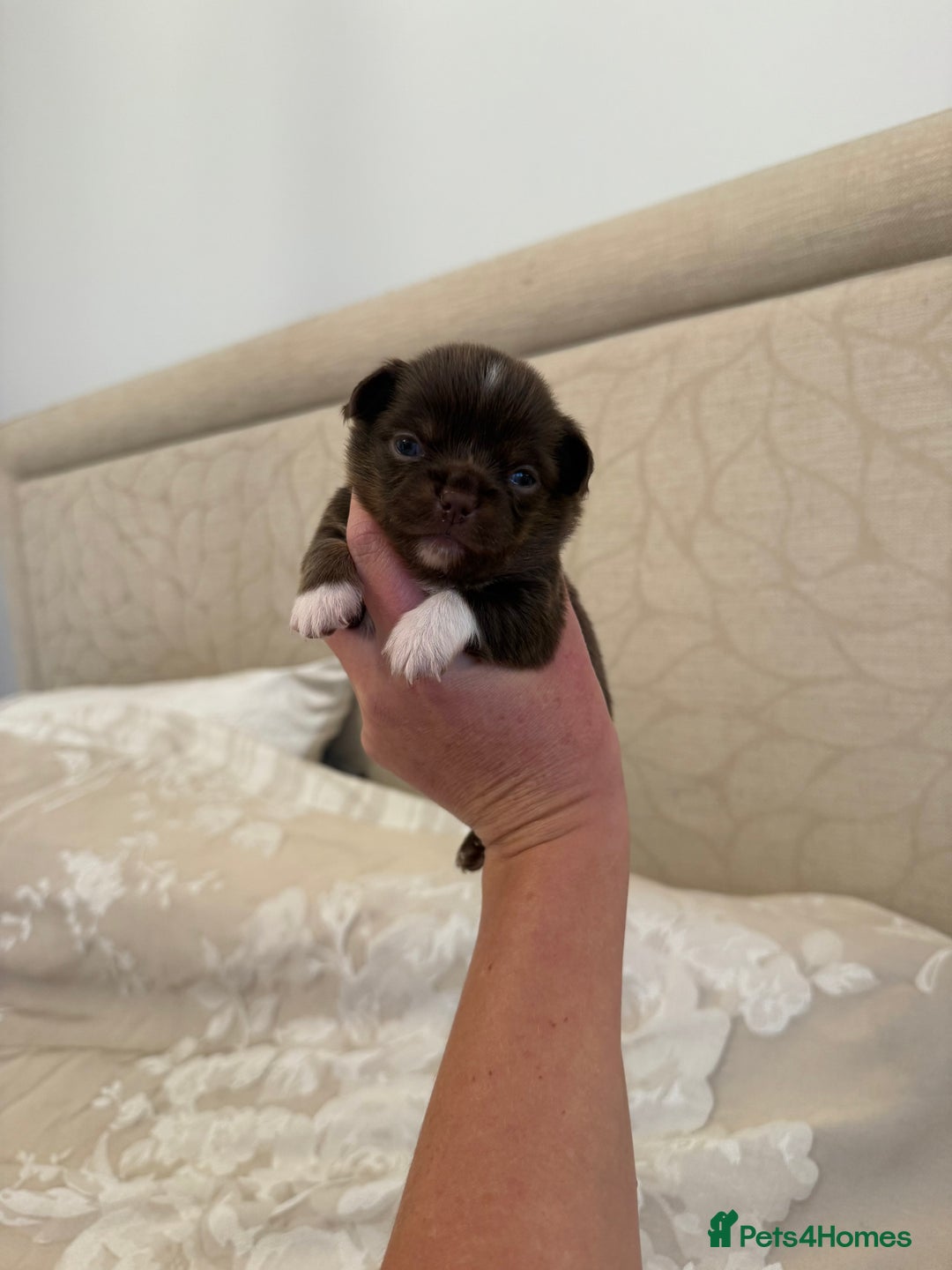 Chihuahua dogs for sale: Rare long haired Chocolate & tan with green eyes  - Image 19