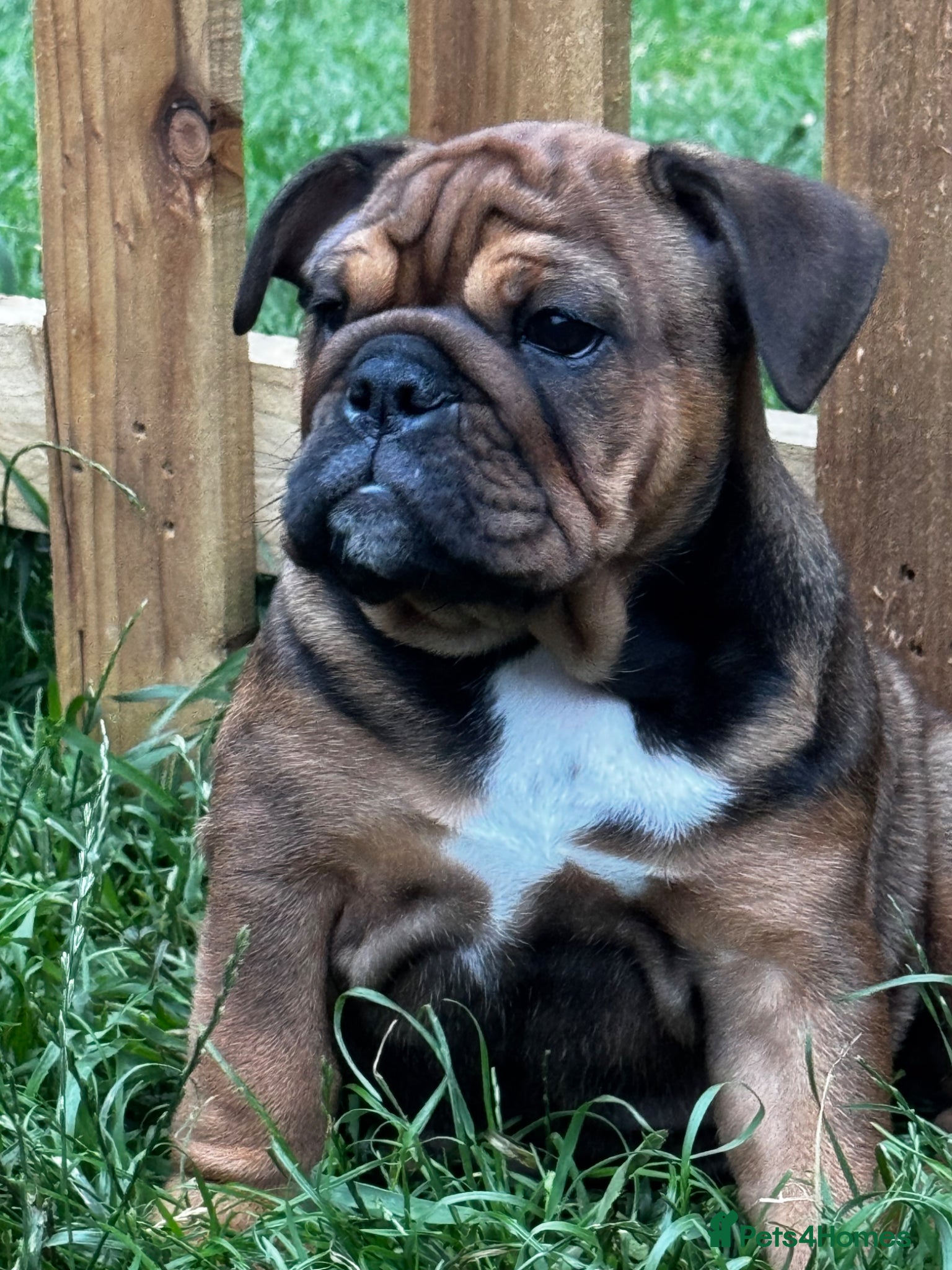 English Bulldog dogs Last remaining bulldog puppy 🐶  - Advert 3