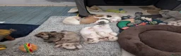 Mixed Breed dogs for sale: Adorable little bundles of joy!!  in Margate - Advert 14