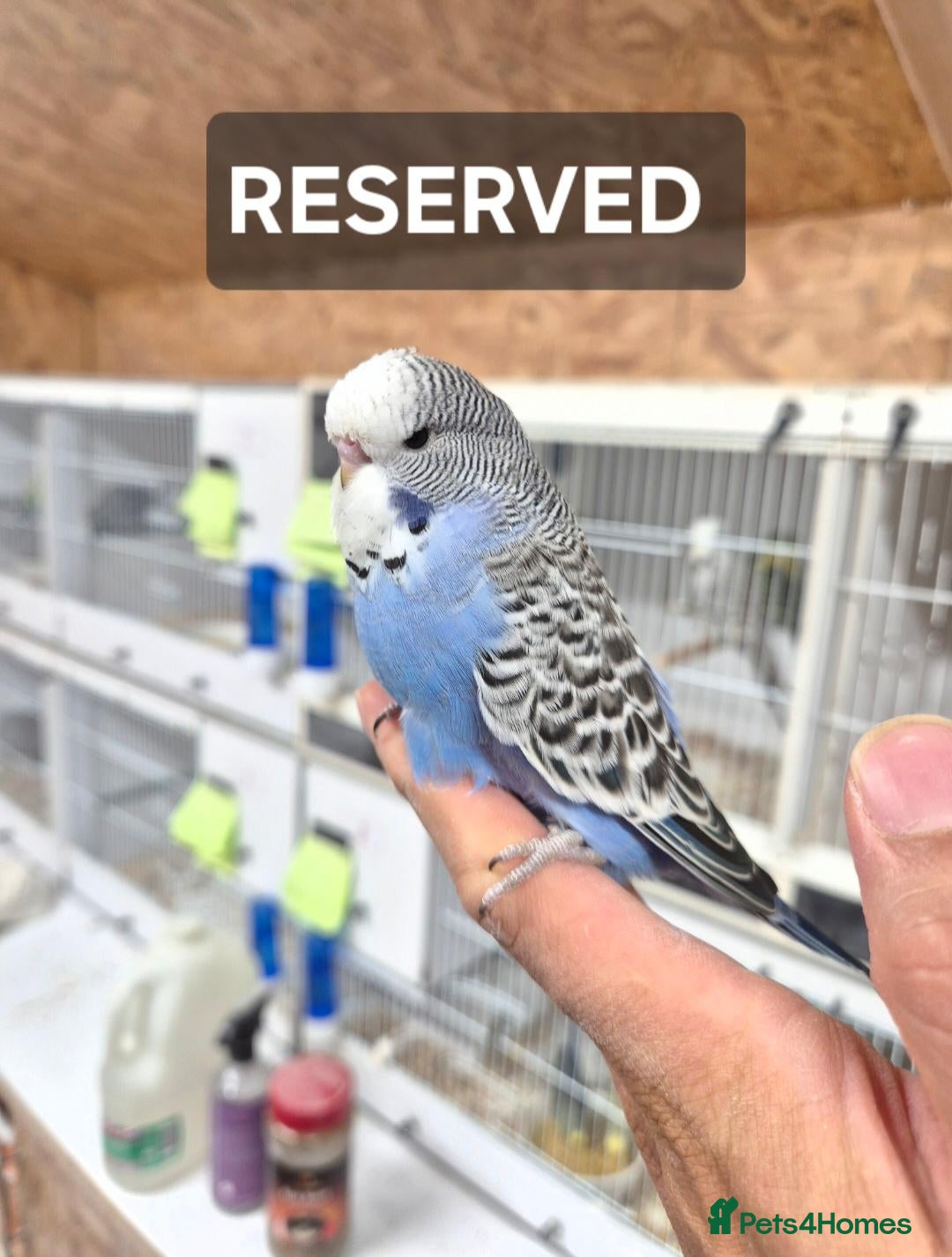 Budgerigars birds for sale: available Pet, breeding  - Advert 2