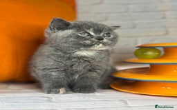 British Shorthair cats for sale: Beautiful British Shorthair Kittens – ReadyOctober - Image 8