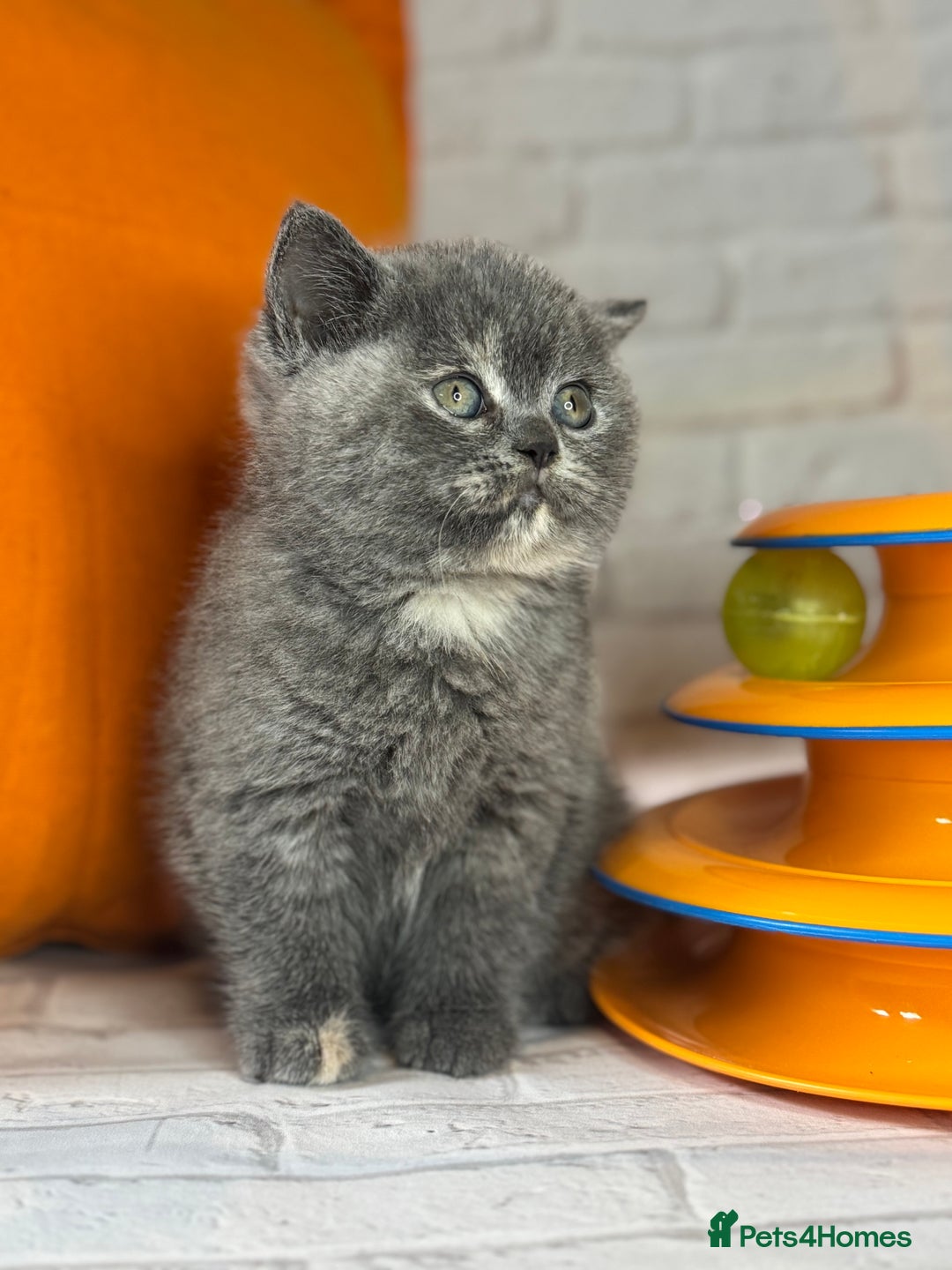 British Shorthair cats for sale: Beautiful British Shorthair Kittens – ReadyOctober - Image 8