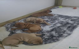 Dogue De Bordeaux dogs for sale: Dogue de bordeaux - Advert 23