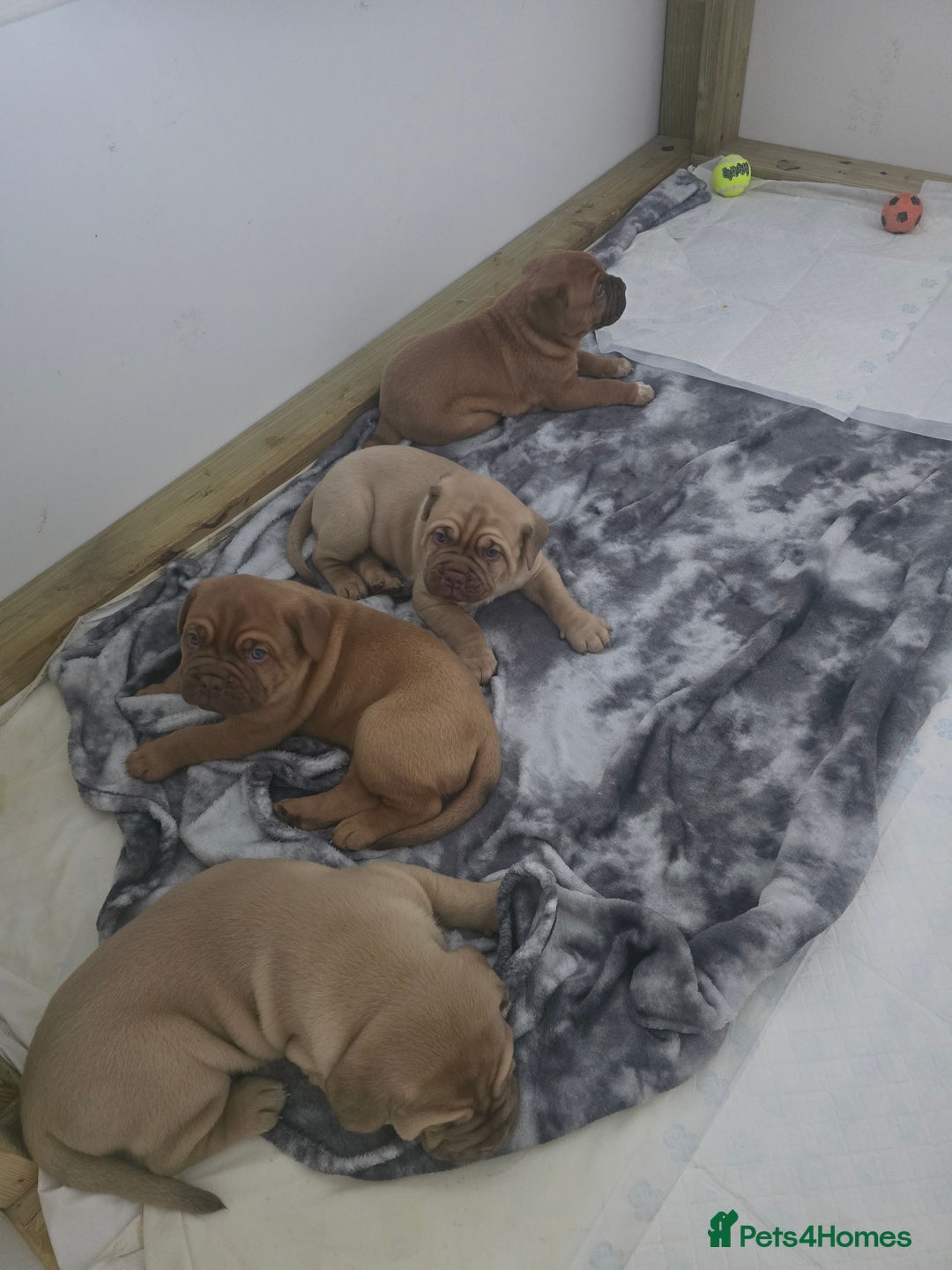 Dogue De Bordeaux dogs for sale: Dogue de bordeaux - Advert 23