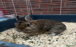 Netherland Dwarf rabbits for sale: Pure Netherland dwarfs  - Image 11