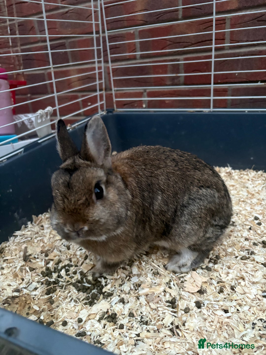 Netherland Dwarf rabbits for sale: Pure Netherland dwarfs  - Image 11