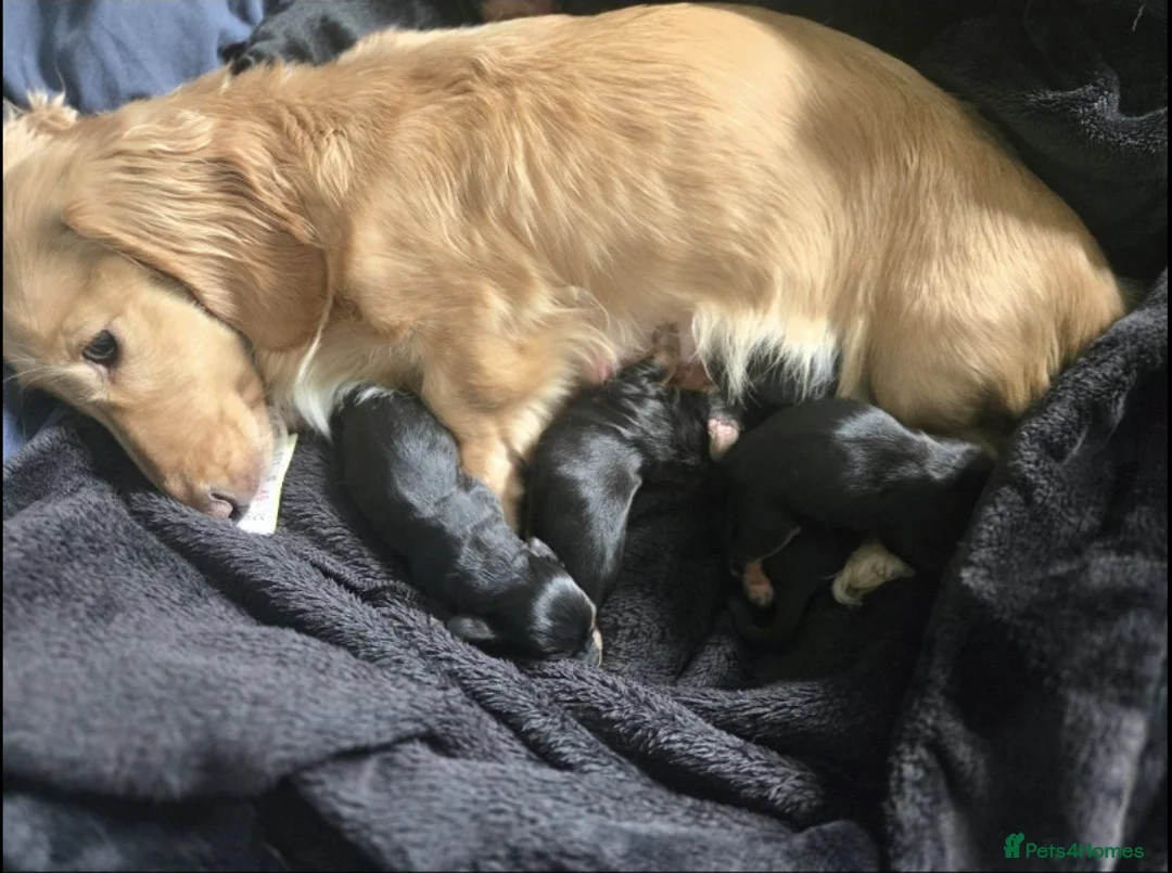 Miniature Dachshund dogs for sale: Adorable Home-Reared Miniature Dachshund Puppies  - Advert 7