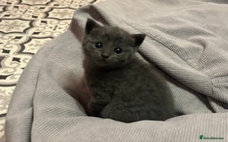 Russian Blue cats for sale: One beautiful Russian blue girl left 🩷 - Advert 15