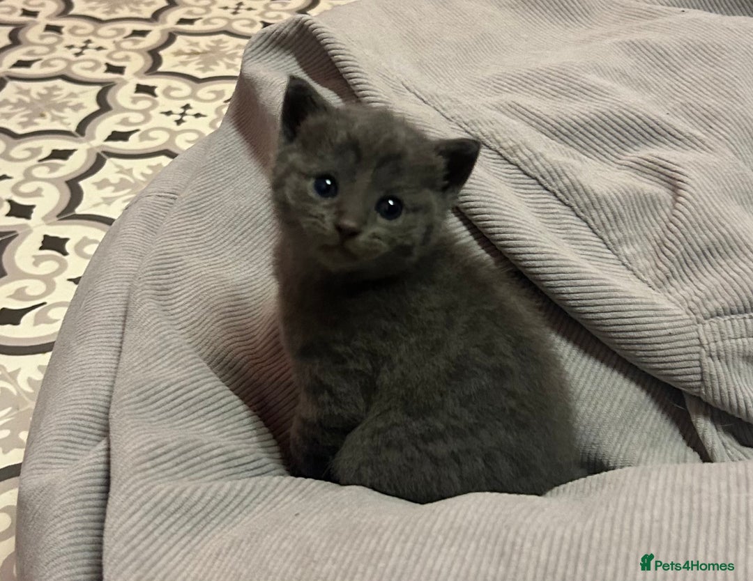 Russian Blue cats for sale: One beautiful Russian blue girl left 🩷 - Advert 15