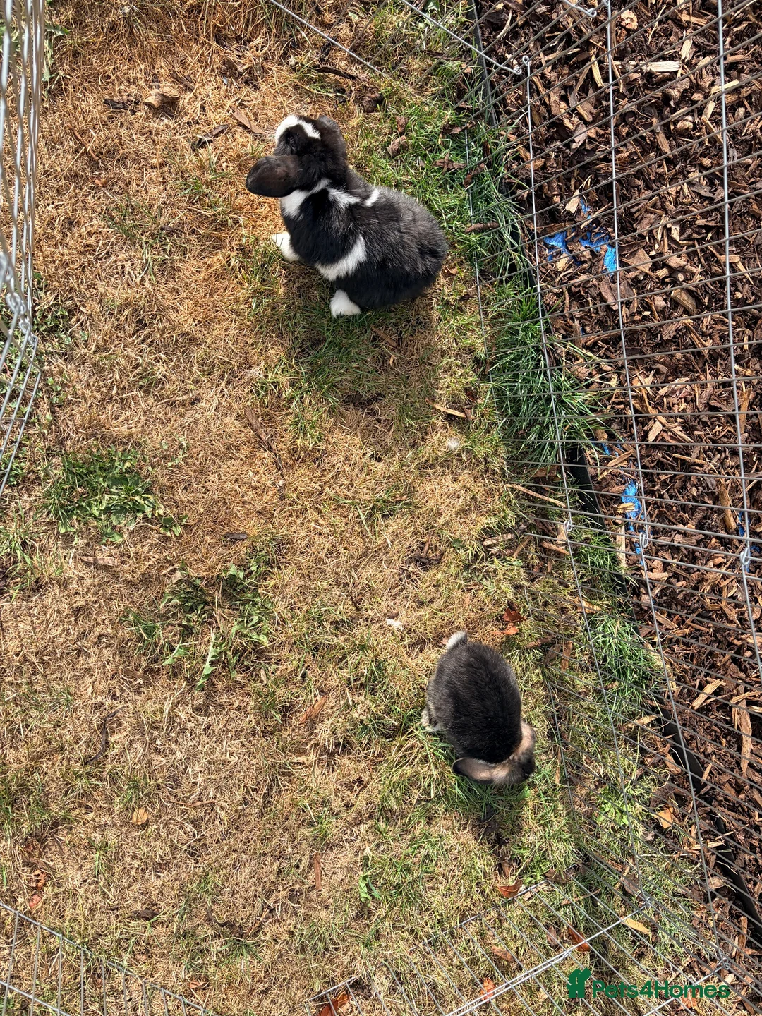 Mixed Breed rabbits for sale: Two female lop bunnies  in Redditch - Advert 5