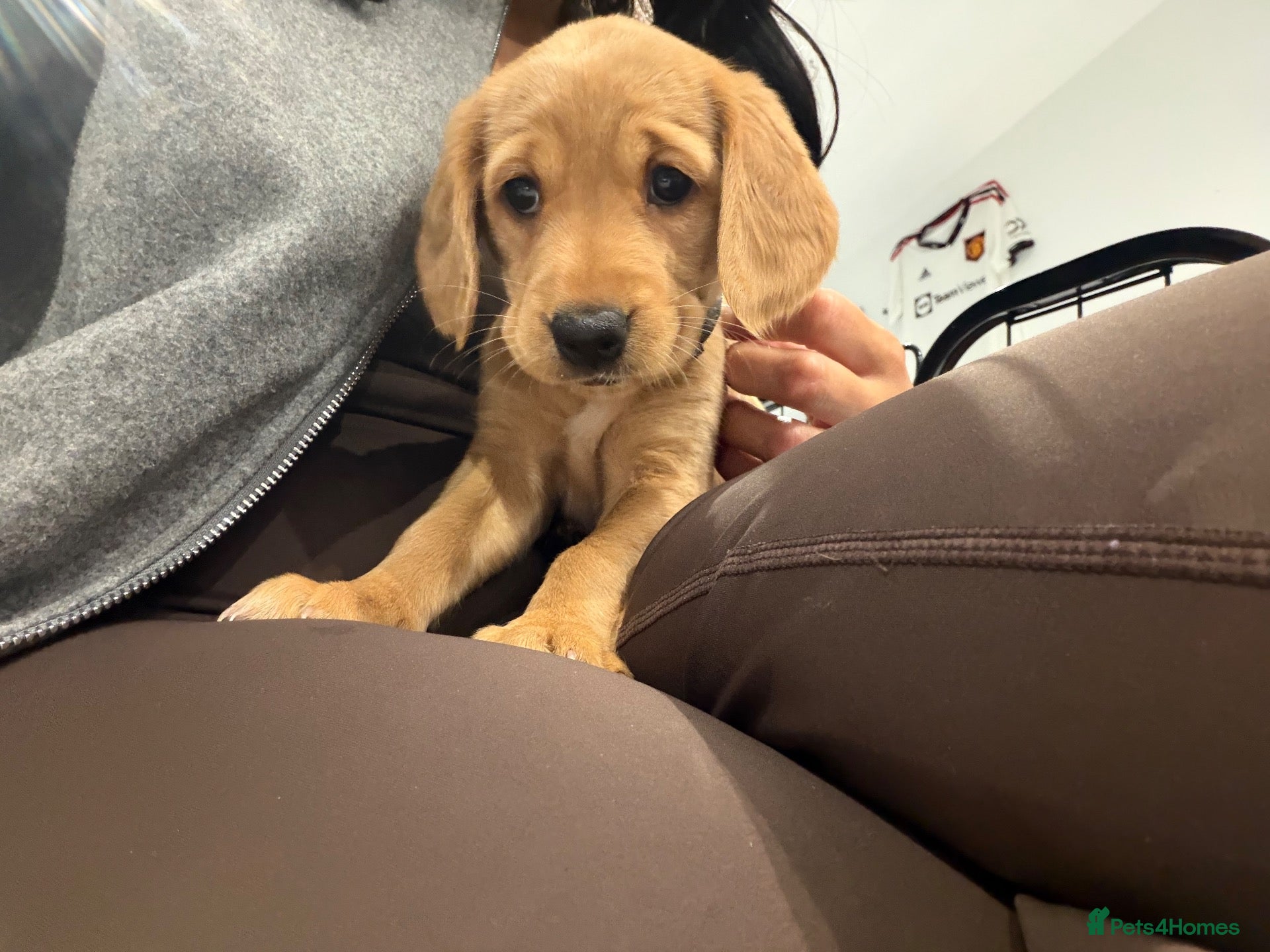 Cockerdor dogs for sale: 🐾 9 BEAUTIFUL COCKERDOR PUPPIES FOR SALE 🐾 - Advert 10