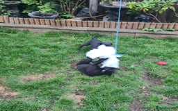 Mixed Breed dogs for sale:  Whippet × Patterdale Dog Pups - Image 17