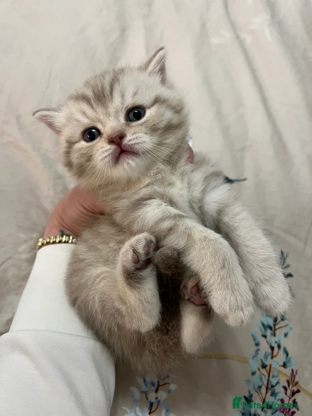 British Shorthair cats for sale: Chocolate spotted very rare kittens 🐱  - Advert 7