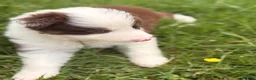Border Collie dogs for sale: BEAUTIFUL BC PUPS, HEALTH TESTED CLEAR PARENTS  - Advert 33