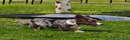 Welsh Corgi Cardigan dogs for adoption: 🐾 GARRY – Male Welsh Corgi Cardigan 🐾 - Advert 6