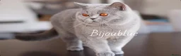 British Shorthair cats for stud: Blue Polish Import For Stud - Advert 5