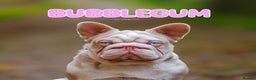 French Bulldog dogs for stud: BUBBLEGUM - PINK HUSKY FRENCH BULLDOG STUD in Basildon - Advert 5