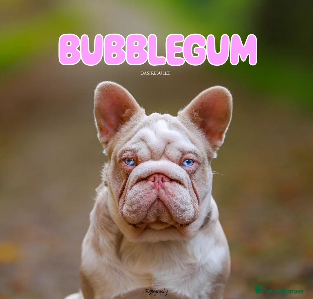 French Bulldog dogs for stud: !!REDUCED!! BUBBLEGUM - PINK FRENCH BULLDOG STUD in Basildon - Advert 6