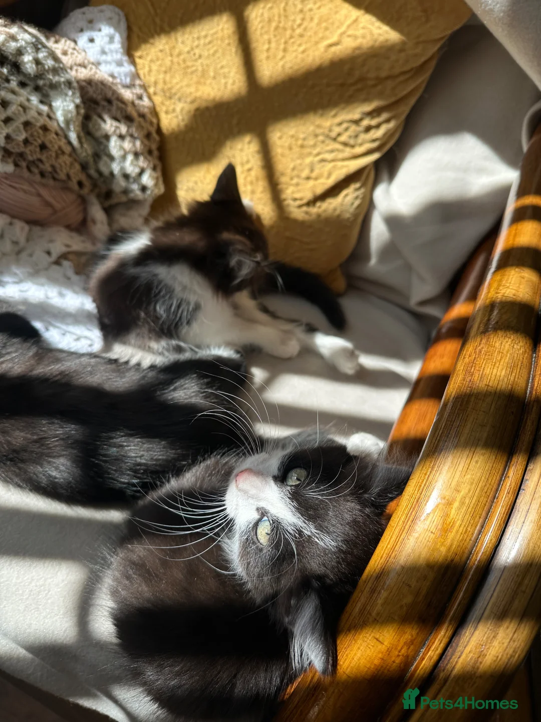 Mixed Breed cats for sale: Lovely fluffy Kittens Ready for New Homes - Advert 5