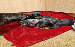 Miniature Dachshund dogs for sale: Black grey dapple, Black Tan miniature dachshund - Image 4