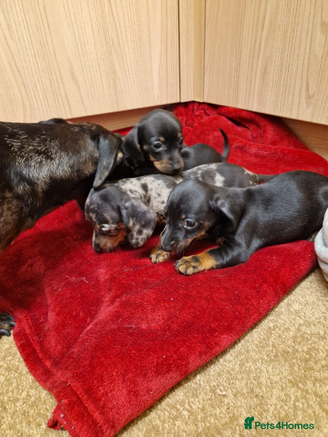 Miniature Dachshund dogs for sale: Black grey dapple, Black Tan miniature dachshund - Image 4