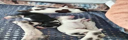 Mixed Breed dogs for sale: Dollie x Long Haired Border Collie Puppies  in Campbeltown - Advert 5