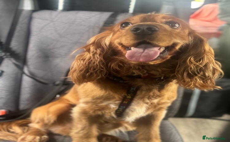 Cocker Spaniel dogs - Advert 1
