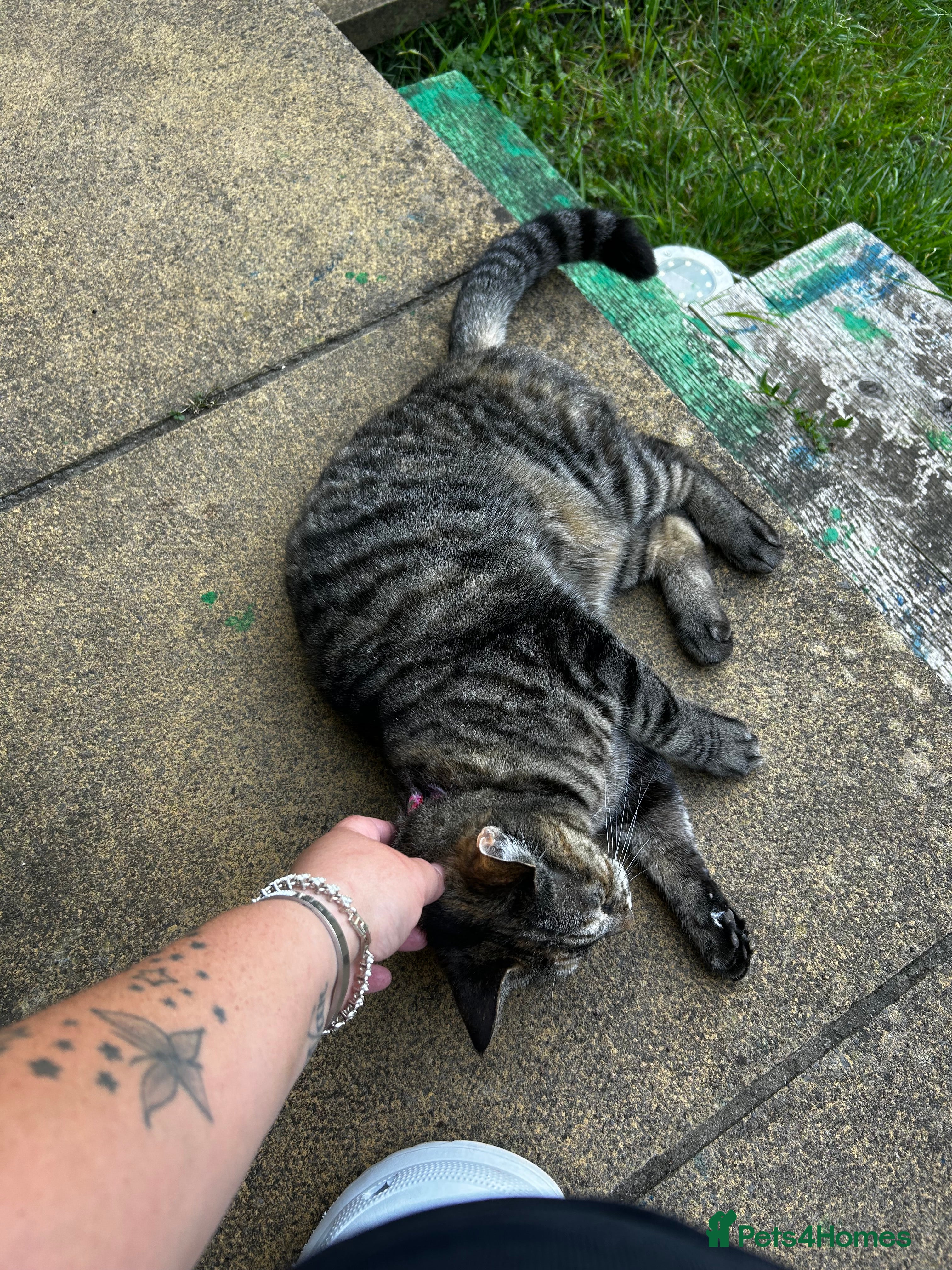 Mixed Breed cats Adult female tabby  - Advert 2