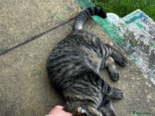 Mixed Breed cats Adult female tabby - Advert 2