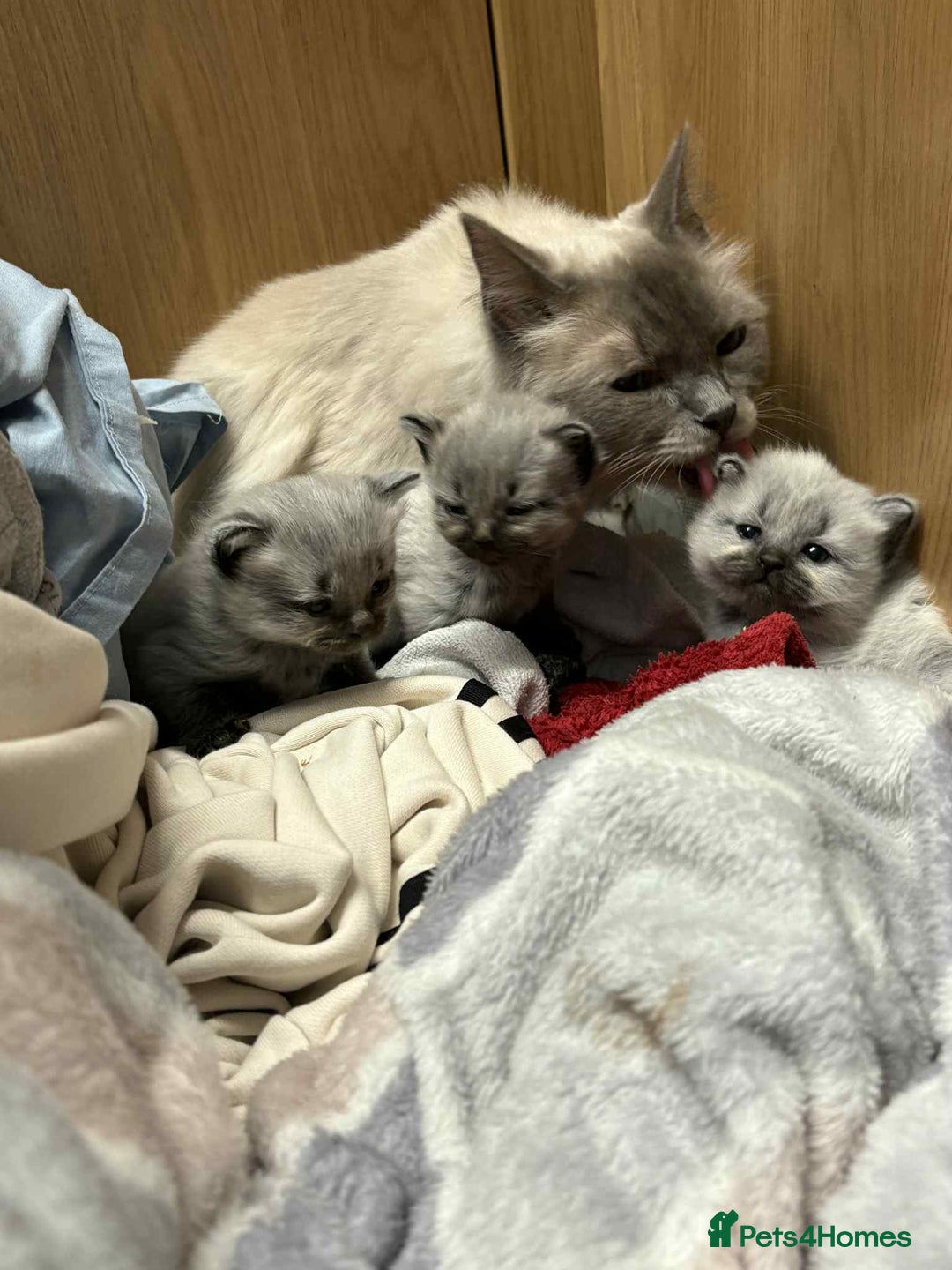 Maine Coon cats for sale: 4 Main Coon cross Ragdoll - Image 6
