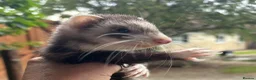 Ferret rodents for sale: Beautiful silver X polecat kits - Advert 5