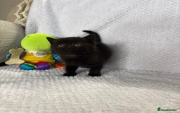 British Shorthair cats for sale: Beautiful British shorthair x kittens - Image 16