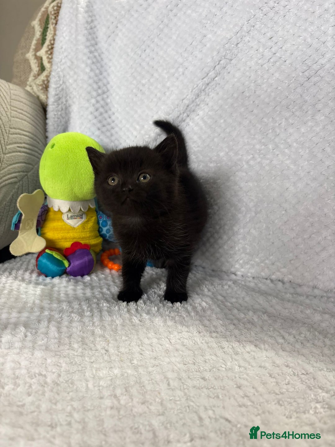 British Shorthair cats for sale: Beautiful British shorthair x kittens - Image 16