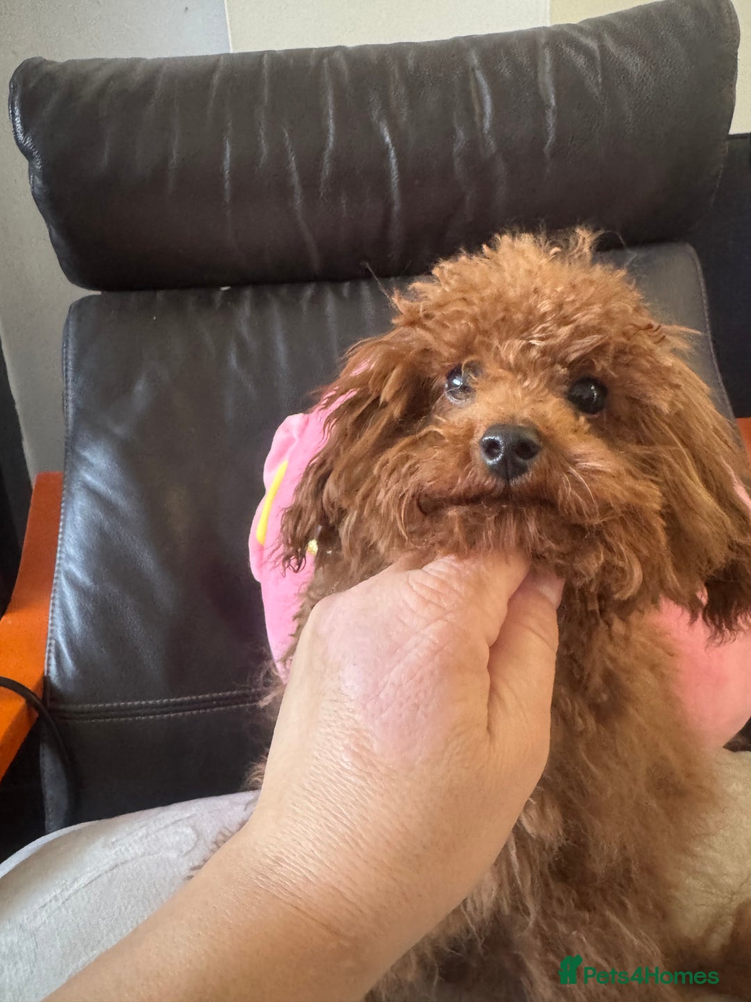 Toy Poodle dogs for sale: Asian toy poodle boy  - Advert 7