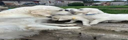 Golden Retriever dogs for sale: Kc golden retriever pups health tested parents - Advert 5