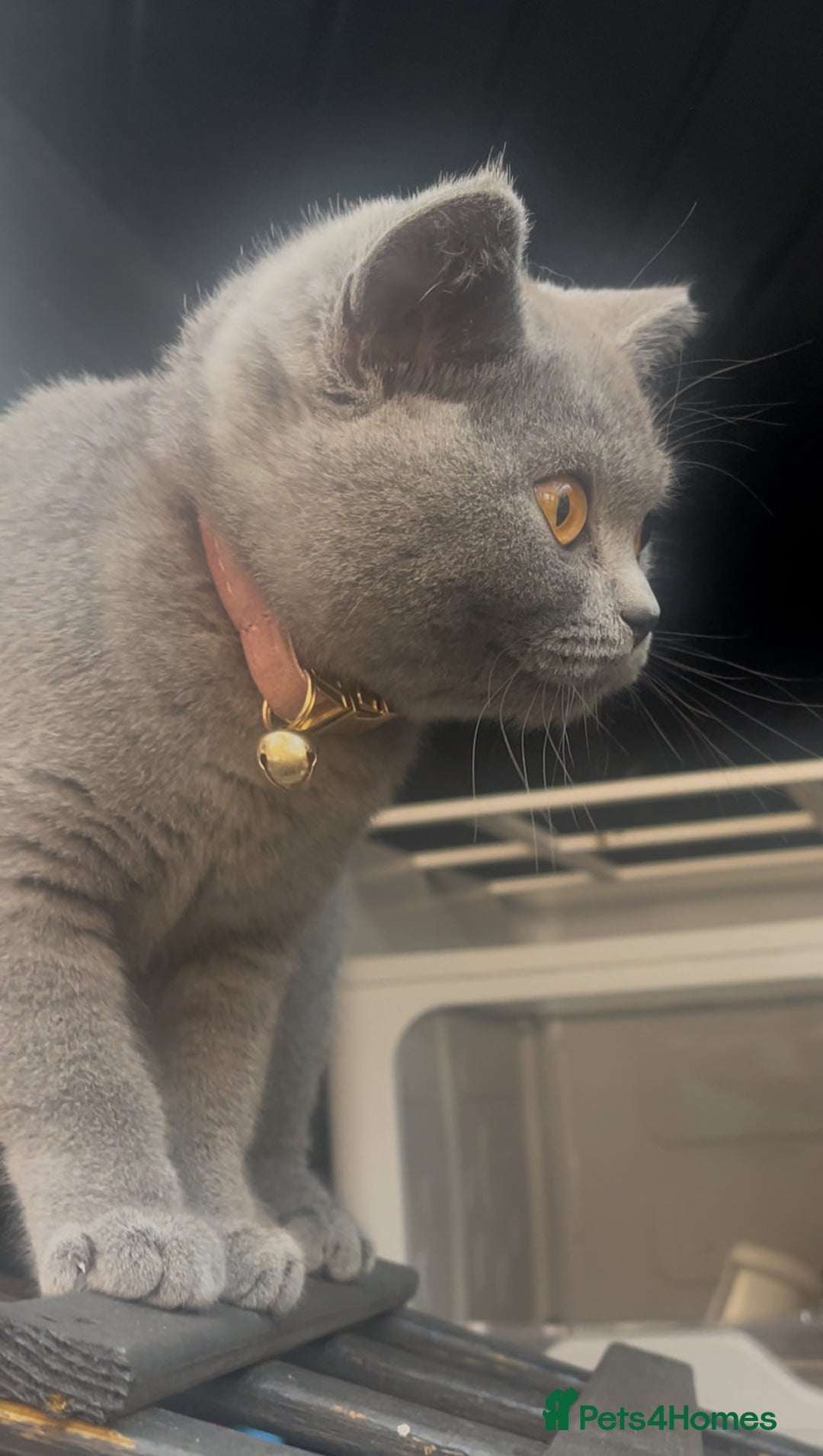 British Shorthair cats for sale: 🐾 Meet Leia- Female British Shorthair 🐾  - Advert 2