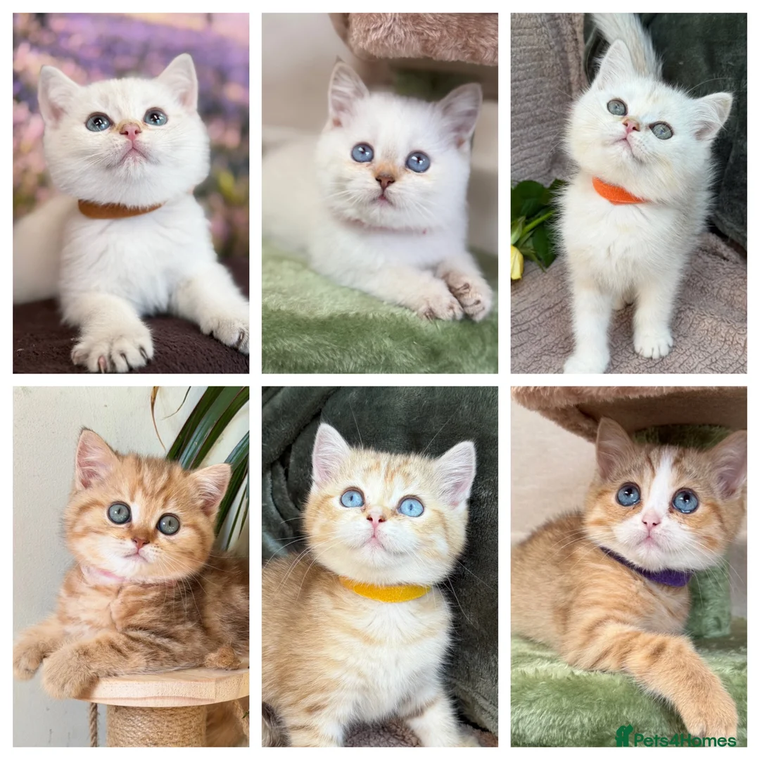British Shorthair cats for sale: British Shorthair golden blue eyed kittensGCCF - Advert 1