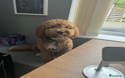 Cockapoo dogs for sale: 2 year old Cockapoo - Image 3