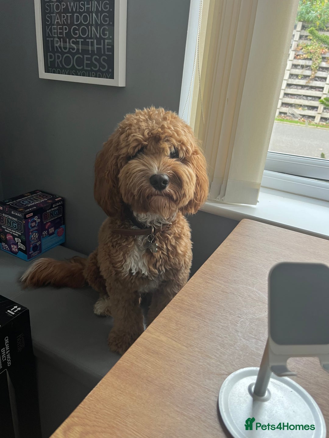 Cockapoo dogs for sale: 2 year old Cockapoo - Image 3