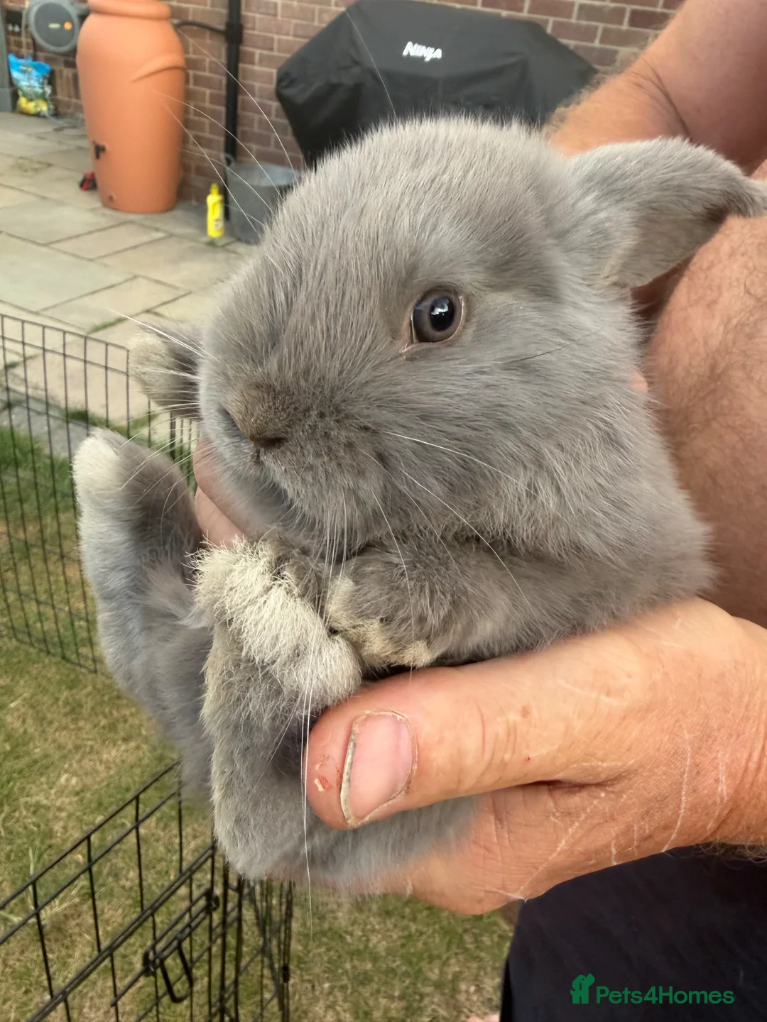 Mini Lop rabbits for sale: Minilops  - Advert 2