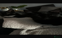 Mixed Breed cats for sale: 14 week old kittens for sale - Image 4