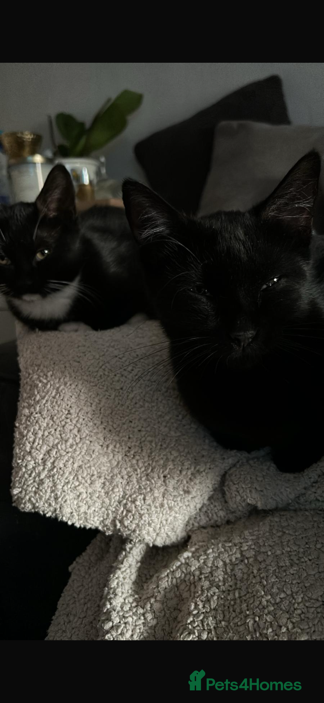 Mixed Breed cats for sale: 14 week old kittens for sale - Image 4