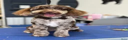 Cockapoo dogs for sale: 🐾 Beautiful Cockapoo Puppies  🐾 - Advert 6