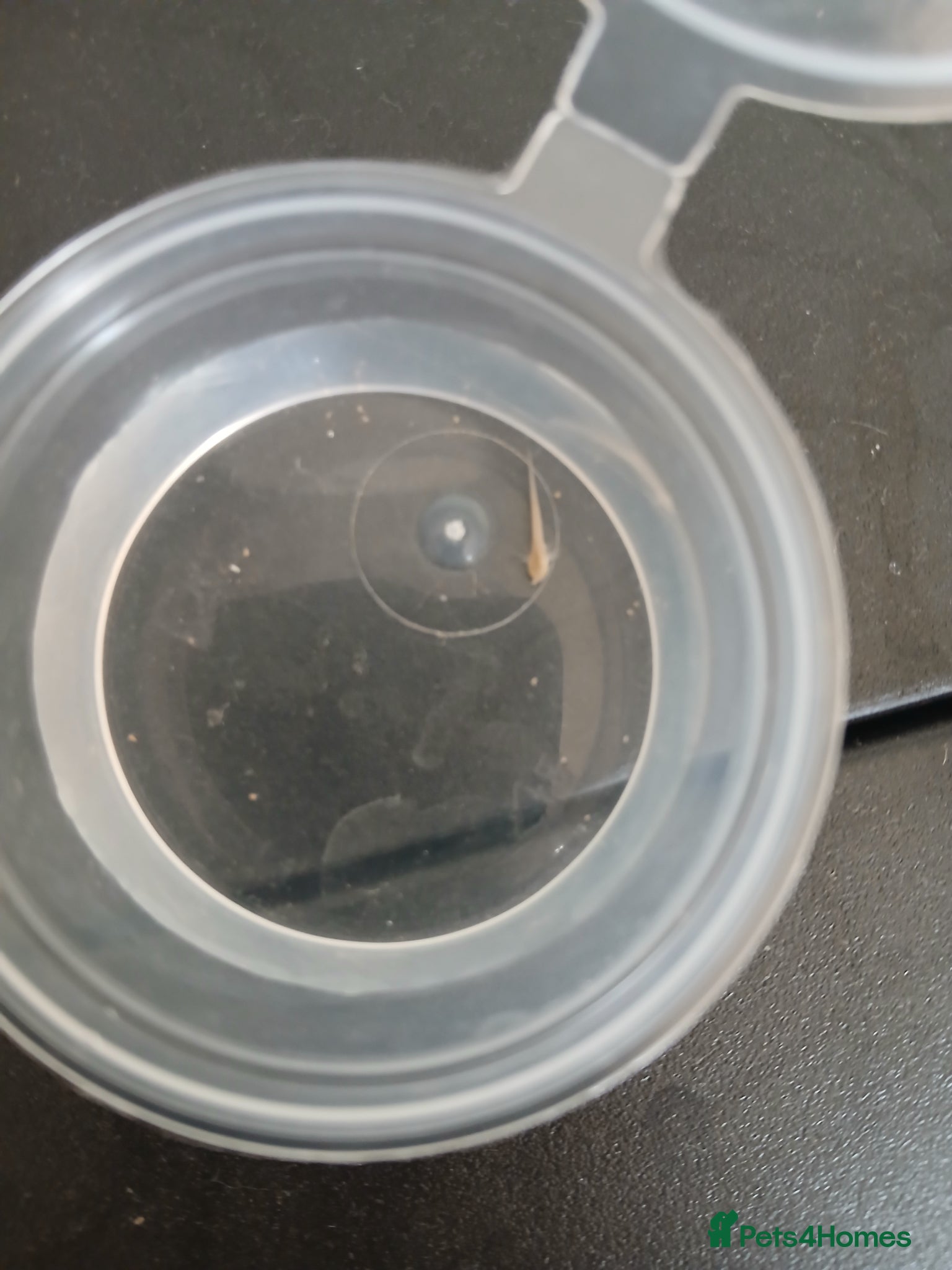 Axolotl reptiles Axolotl eggs (started hatching) - Advert 15