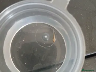 Axolotl reptiles Axolotl eggs (started hatching) - Advert 15