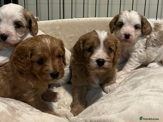 Cavapoo dogs - Advert 2