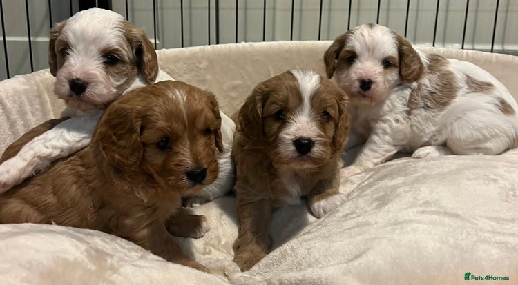 Cavapoo dogs - Advert 1
