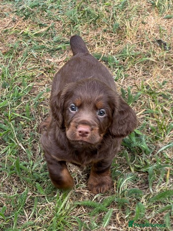 Cocker Spaniel dogs - Advert 2