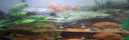 Turtle reptiles for sale: Musk Turtles in Chichester - Advert 3